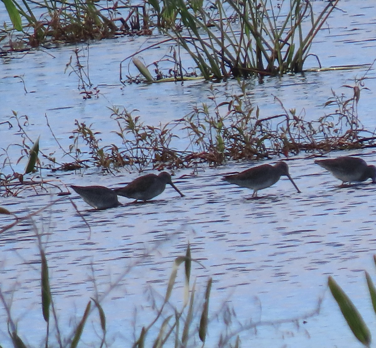 Long-billed Dowitcher - ML646951652