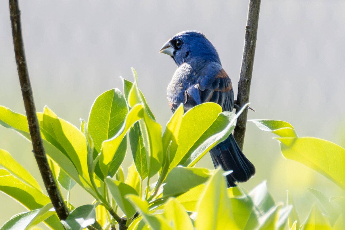 papežík modrý - ML646951654