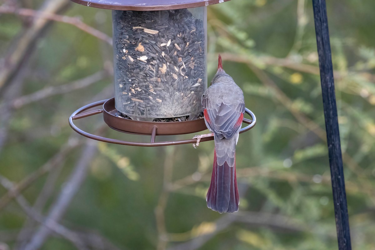 Pyrrhuloxia - ML646951657