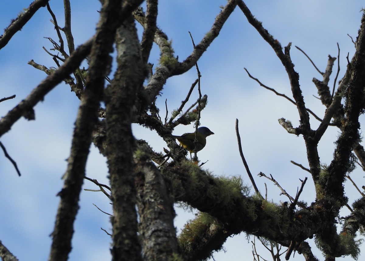 Саяка синьоголова - ML646951658