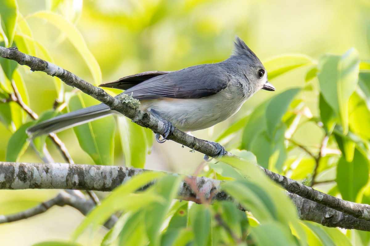 Tufted Titmouse - ML646951661