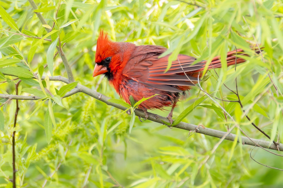 Northern Cardinal - ML646951662