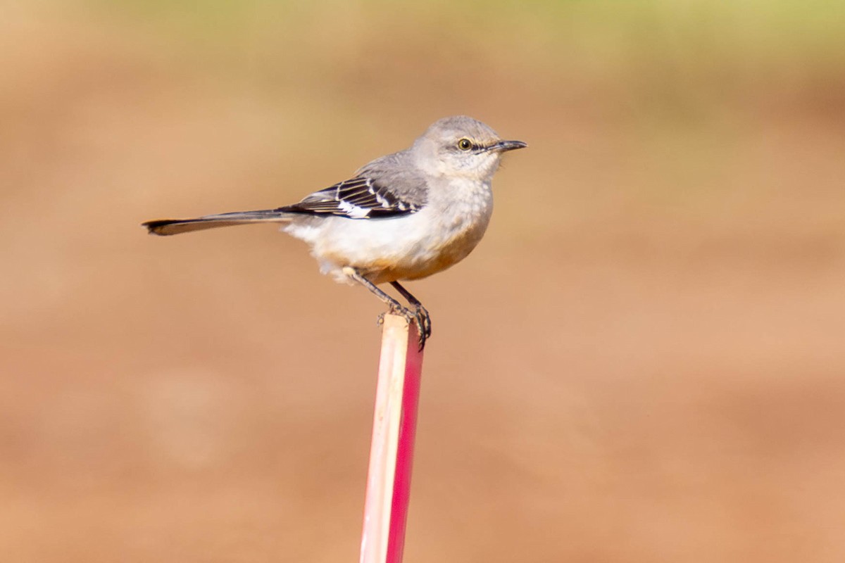Northern Mockingbird - ML646951664