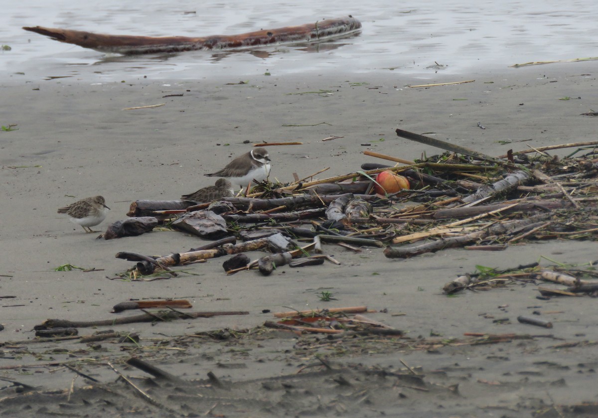 Перепончатопалый галстучник - ML646951666