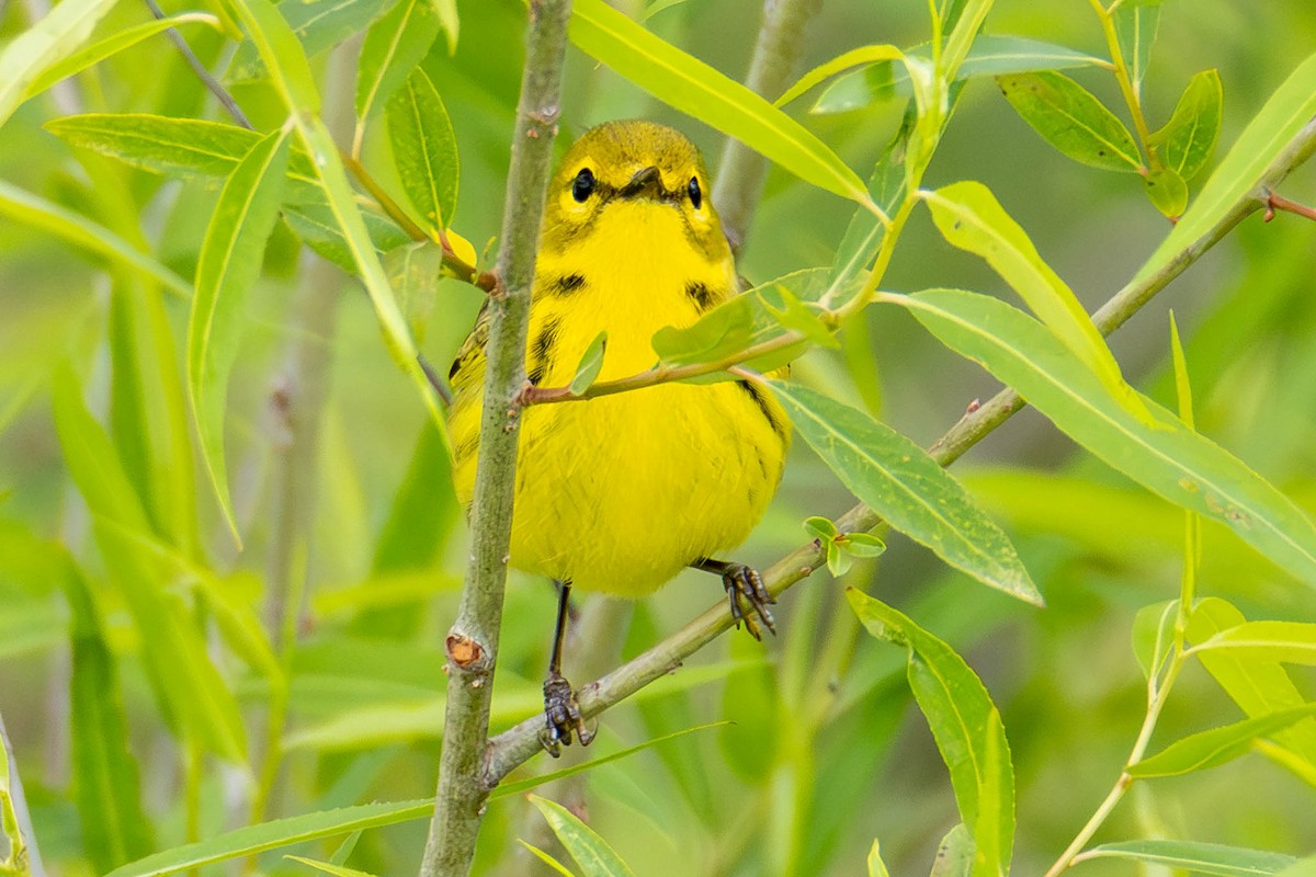 Prairie Warbler - ML646951667