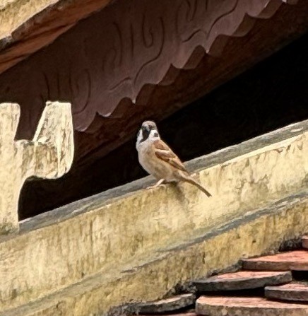 Gorrión Molinero - ML646951668