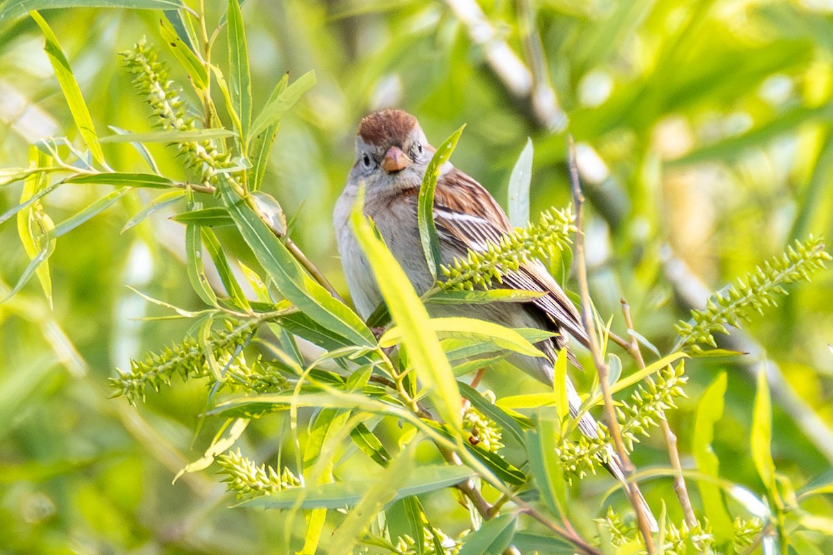 Field Sparrow - ML646951669
