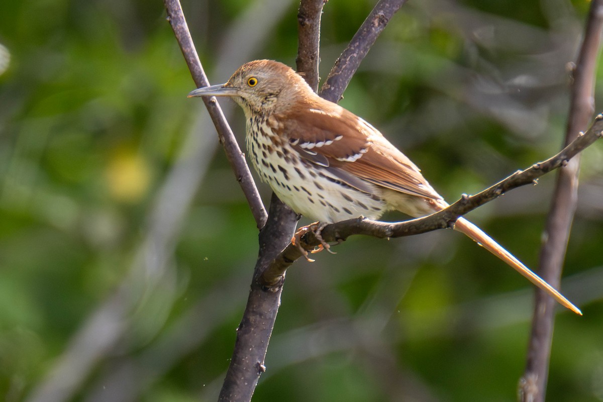 Brown Thrasher - ML646951679