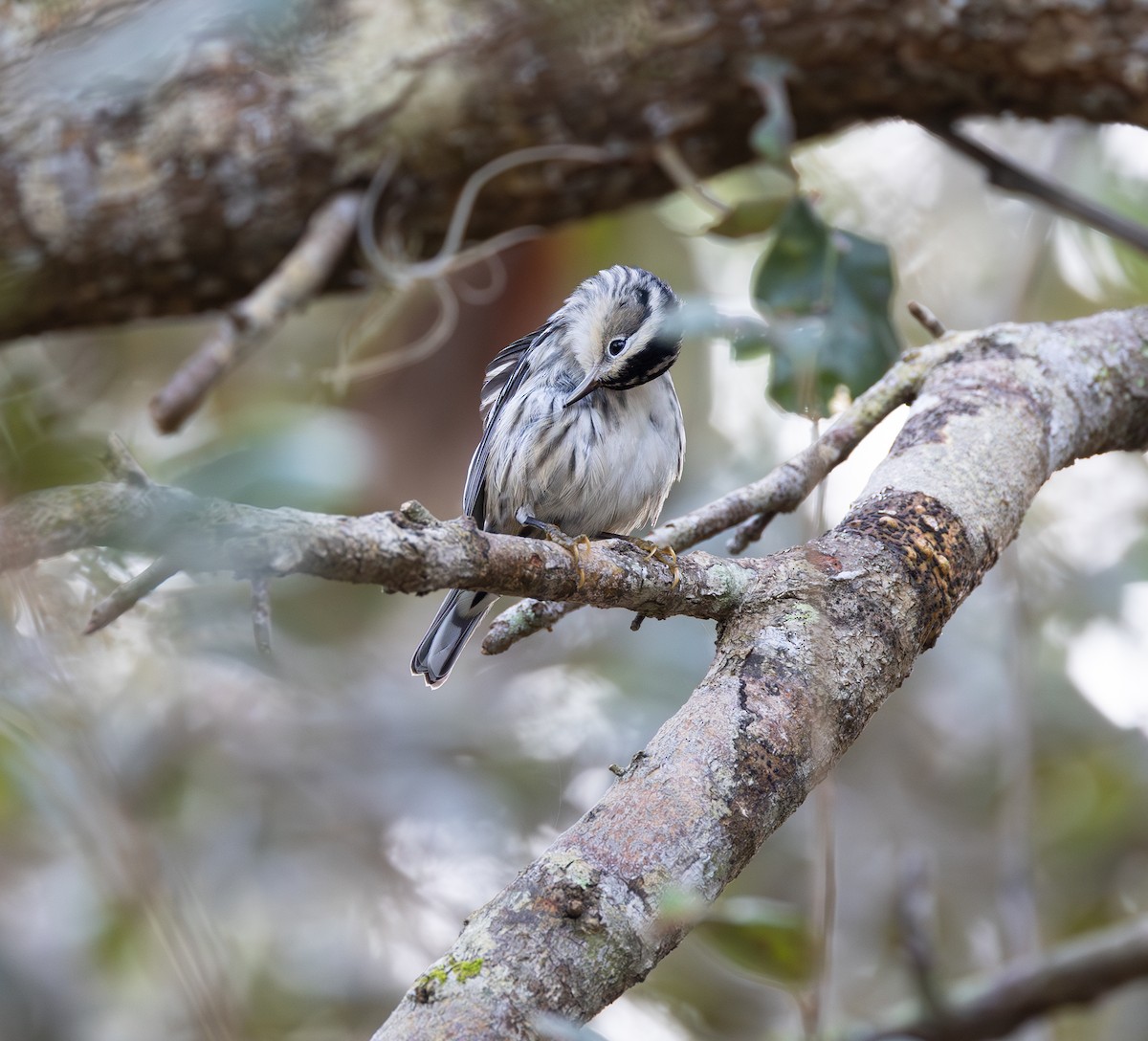 Black-and-white Warbler - ML646951681