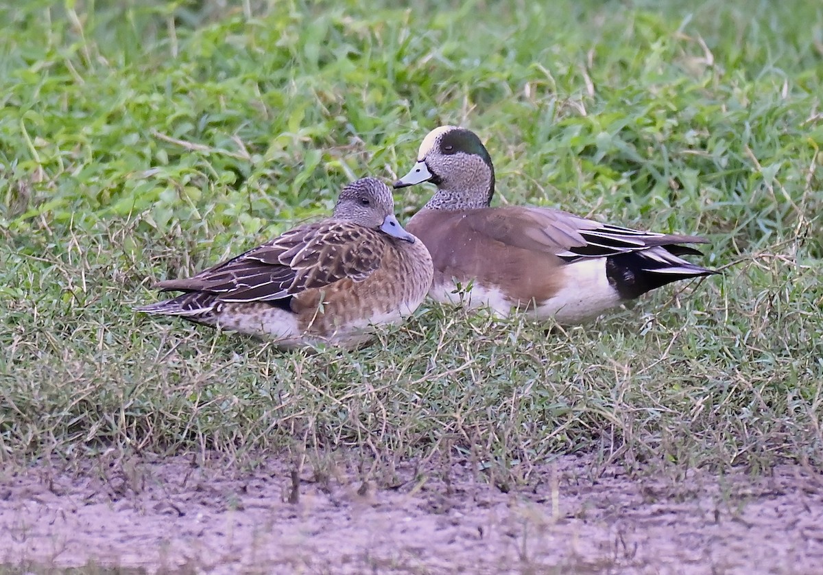 Amerika Fiyusu - ML646951682