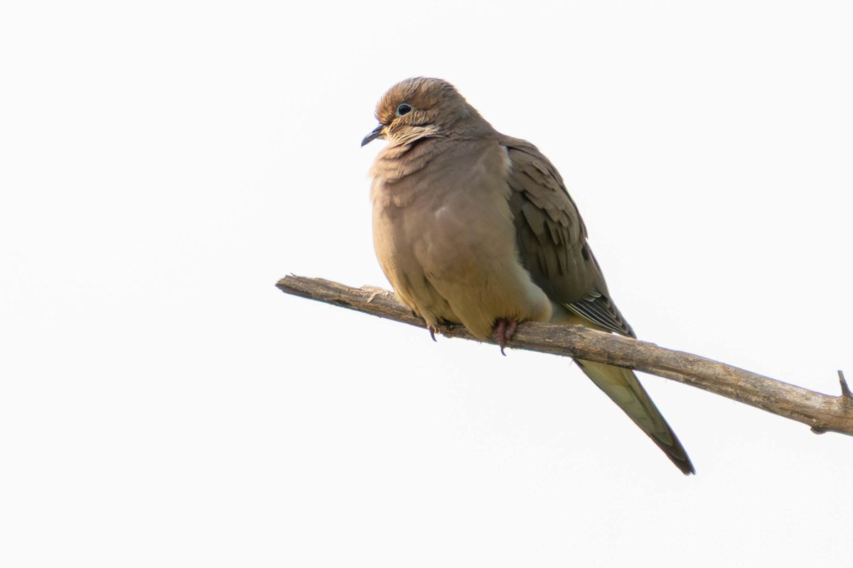 Mourning Dove - ML646951683