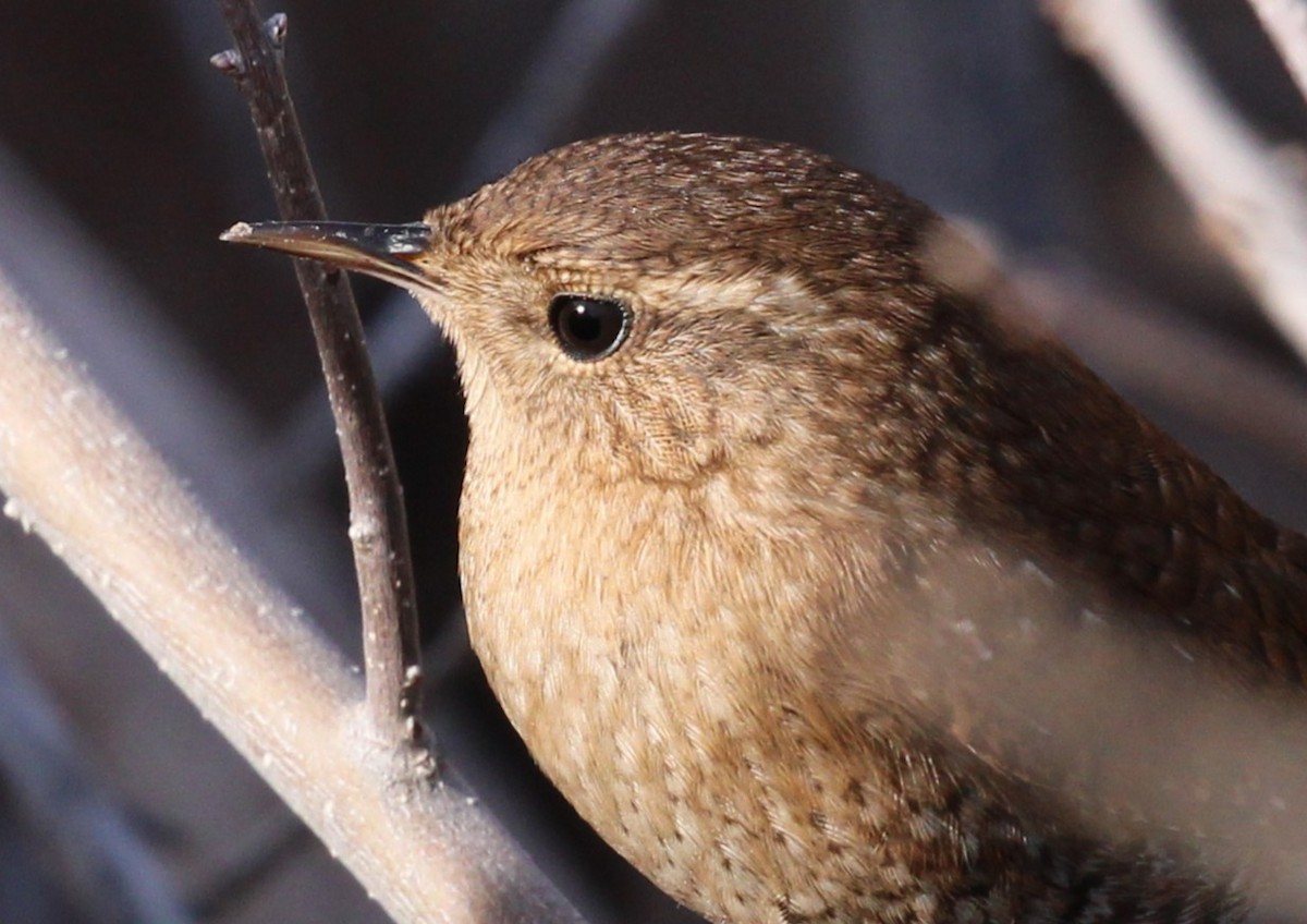 Winter Wren - ML646951688