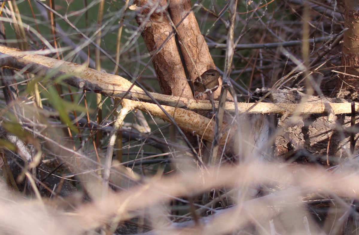 Winter Wren - ML646951690