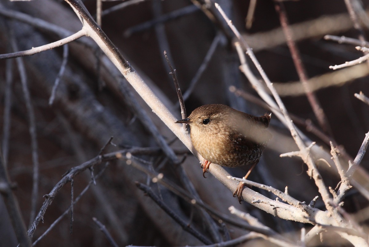 Winter Wren - ML646951691