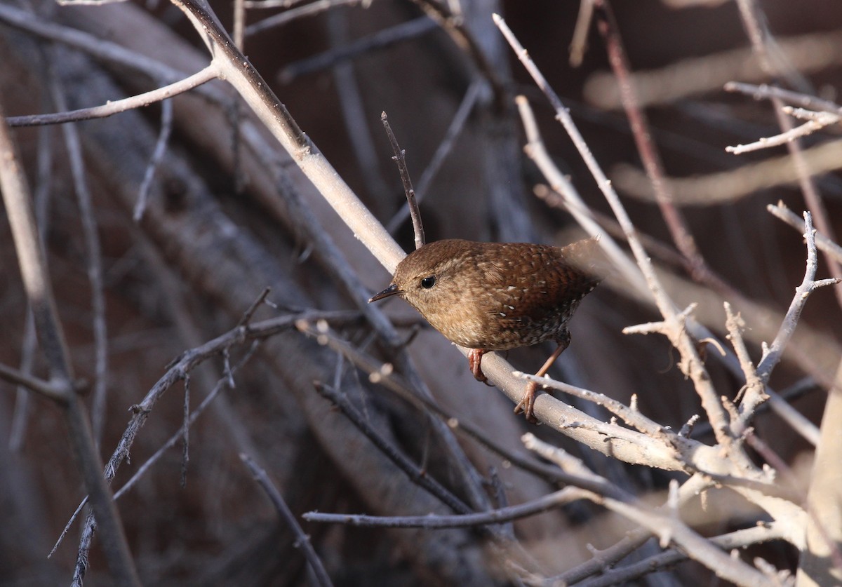 Winter Wren - ML646951692