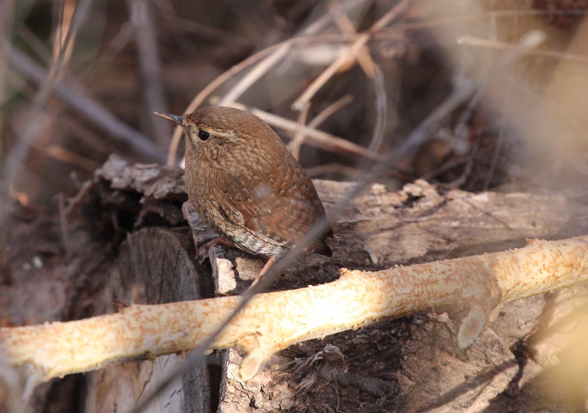 Winter Wren - ML646951693