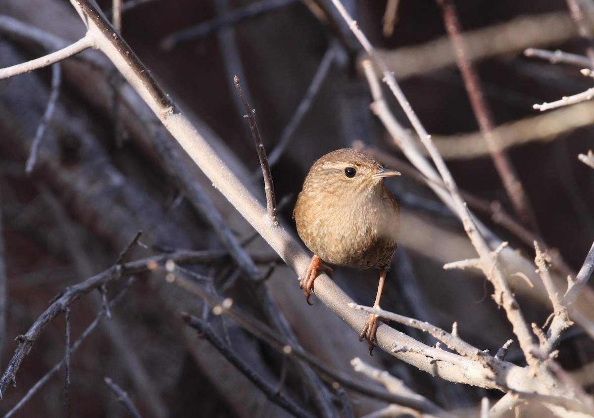 Winter Wren - ML646951694