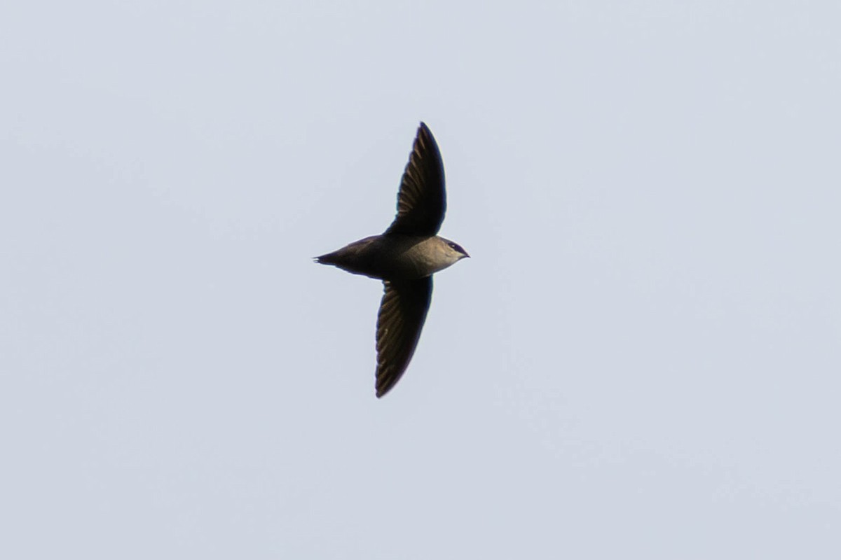 Chimney Swift - ML646951696