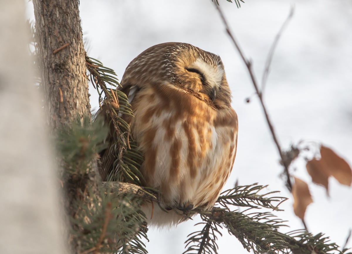 Northern Saw-whet Owl - ML646951703