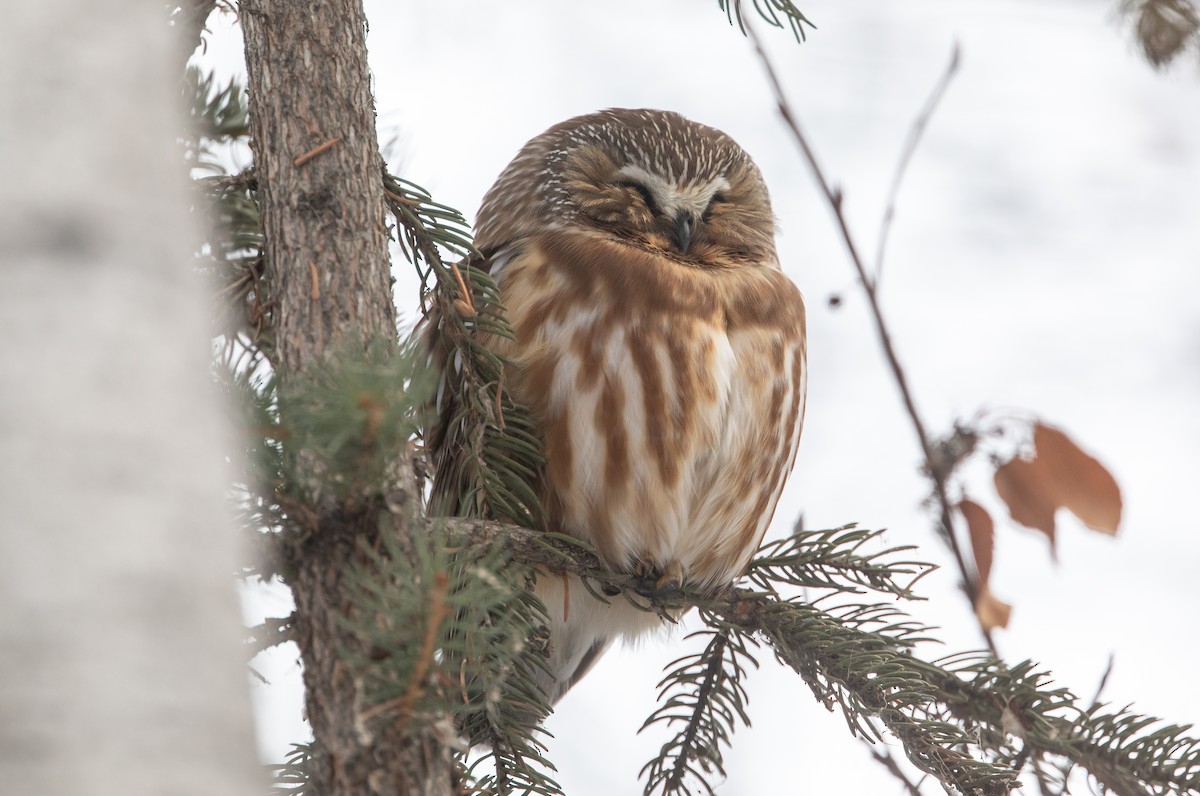 Northern Saw-whet Owl - ML646951704