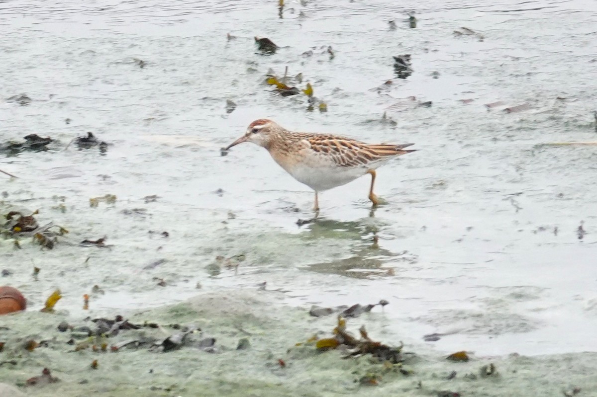 spisstjertsnipe - ML646951712