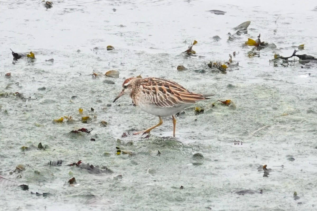 spisstjertsnipe - ML646951713