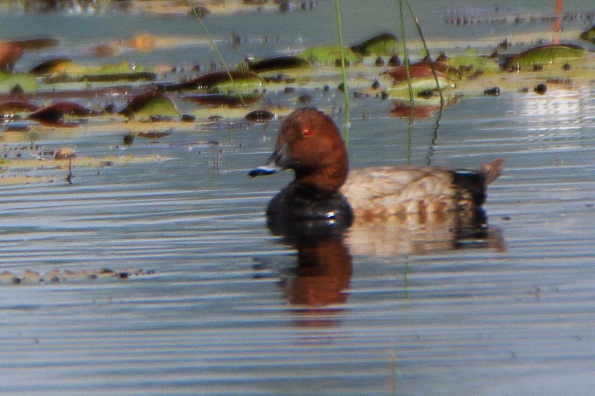Common Pochard - ML646951715