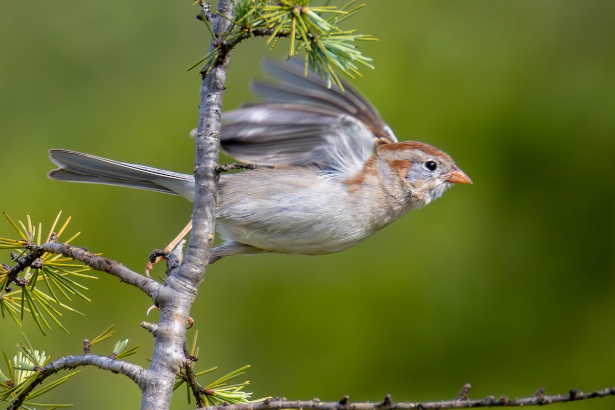Field Sparrow - ML646951717