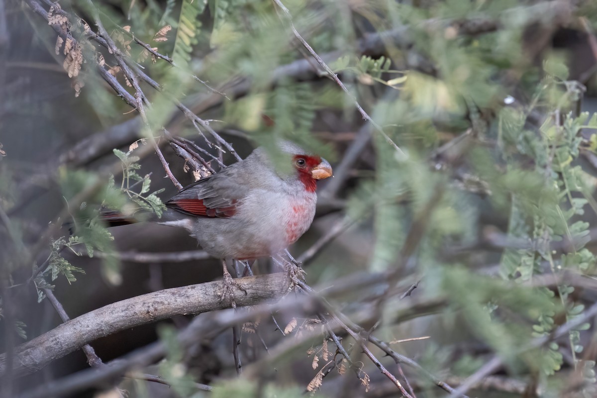 Pyrrhuloxia - ML646951718