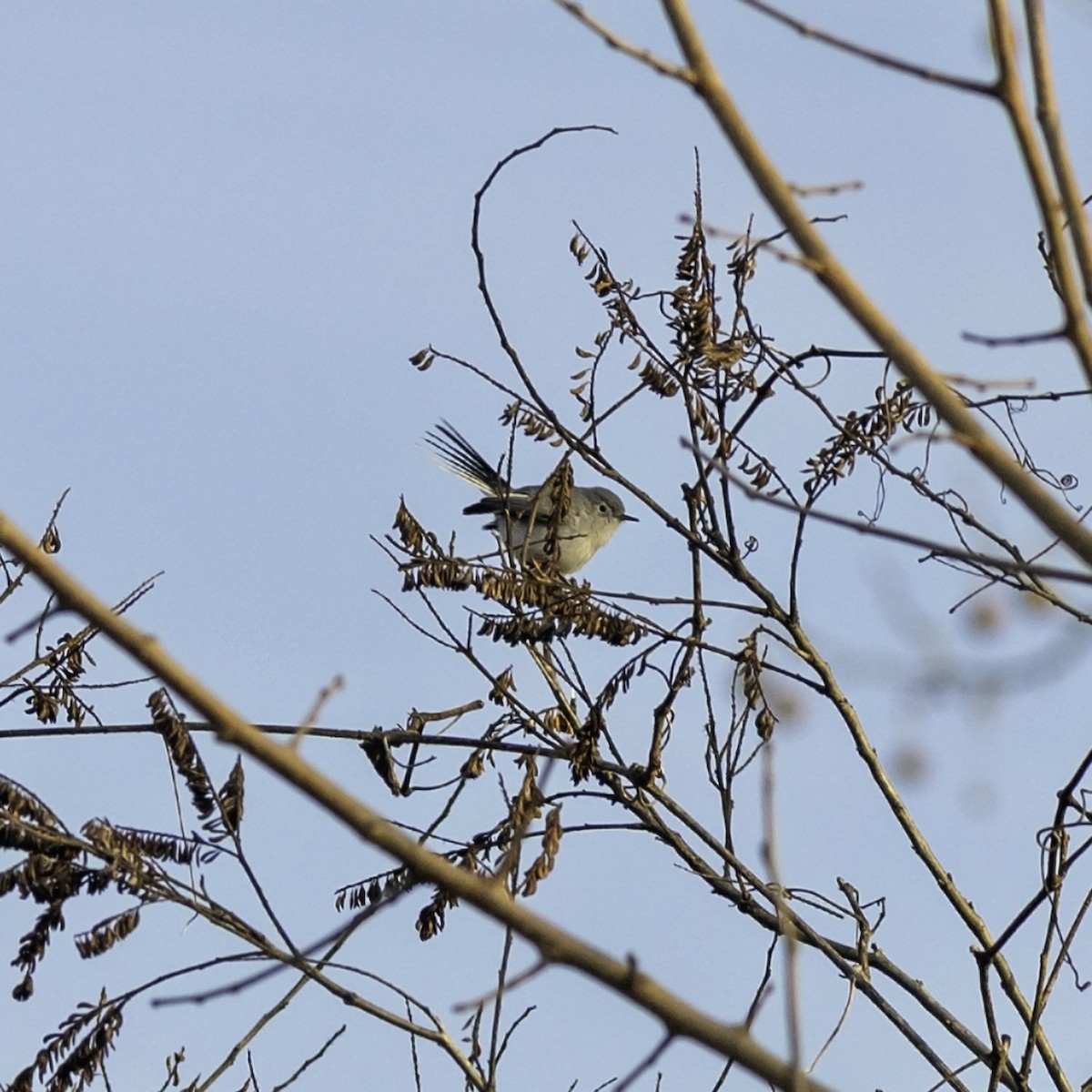 Perlita Grisilla - ML646951723