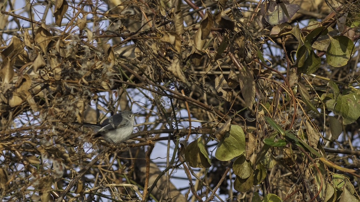 Perlita Grisilla - ML646951724