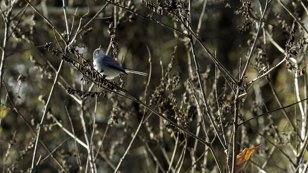 Perlita Grisilla - ML646951725