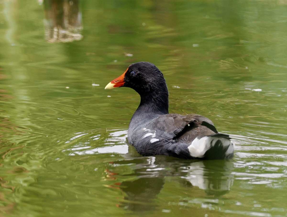 slípka americká - ML646951726