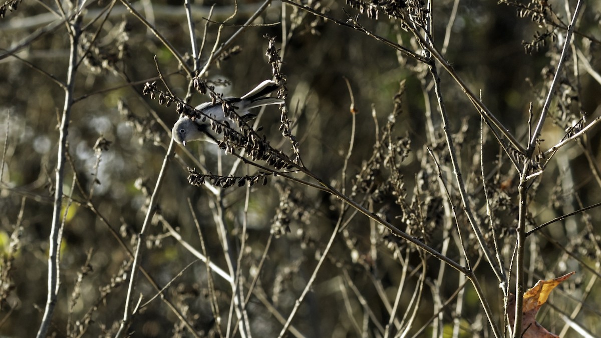 Perlita Grisilla - ML646951727