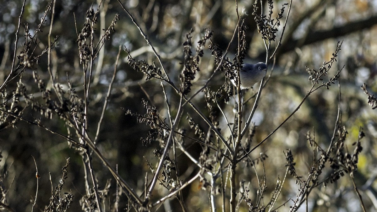 Perlita Grisilla - ML646951728