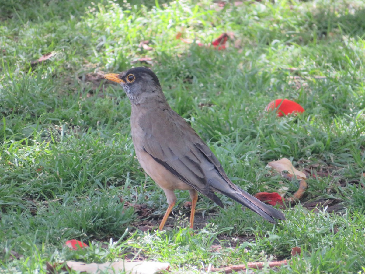 Austral Thrush - ML646951729