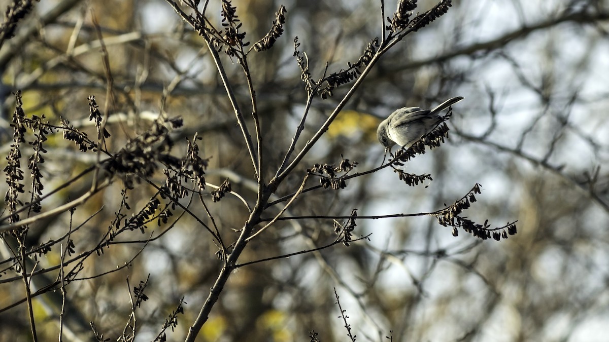 Perlita Grisilla - ML646951730