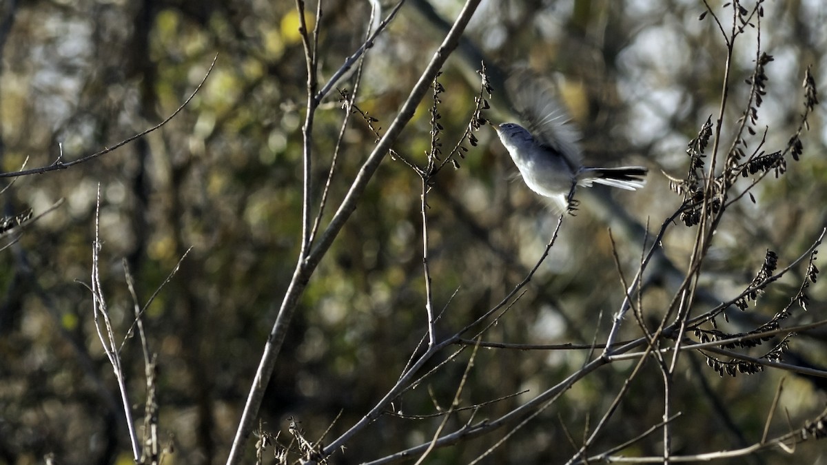 Perlita Grisilla - ML646951732