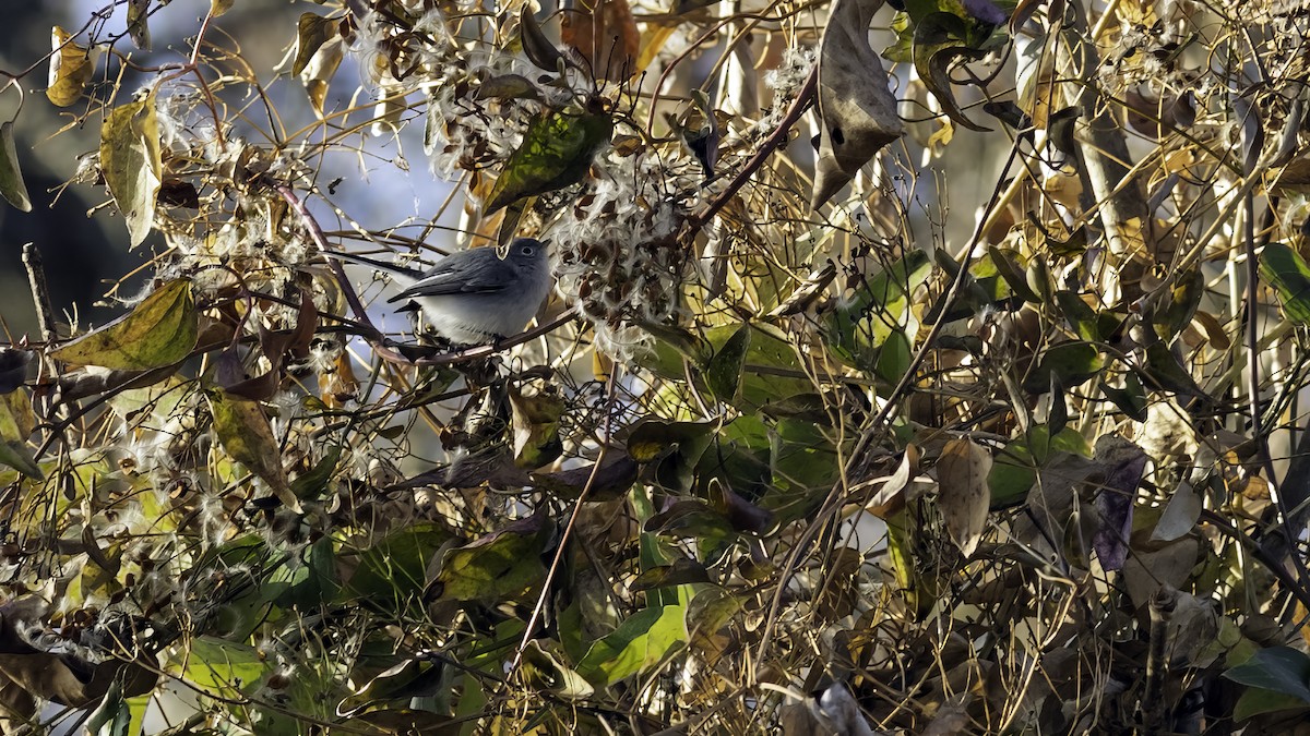 Perlita Grisilla - ML646951733