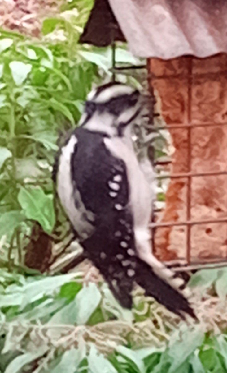 Downy Woodpecker - ML646951735