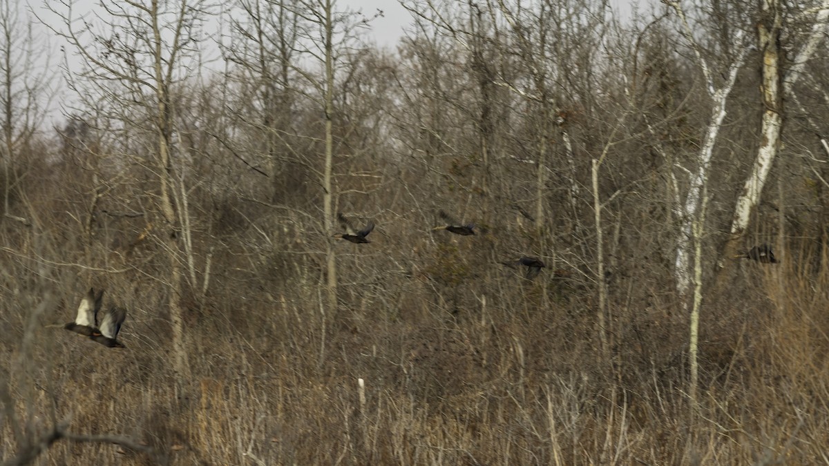 Американская кряква - ML646951737