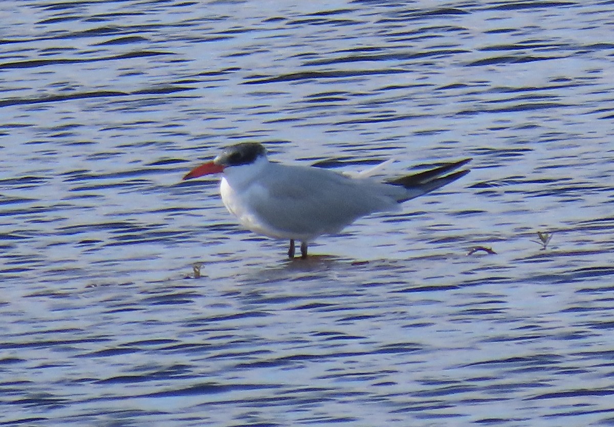 Caspian Tern - ML646951742