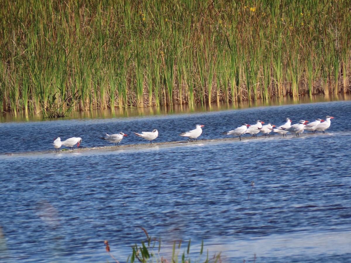 Caspian Tern - ML646951751
