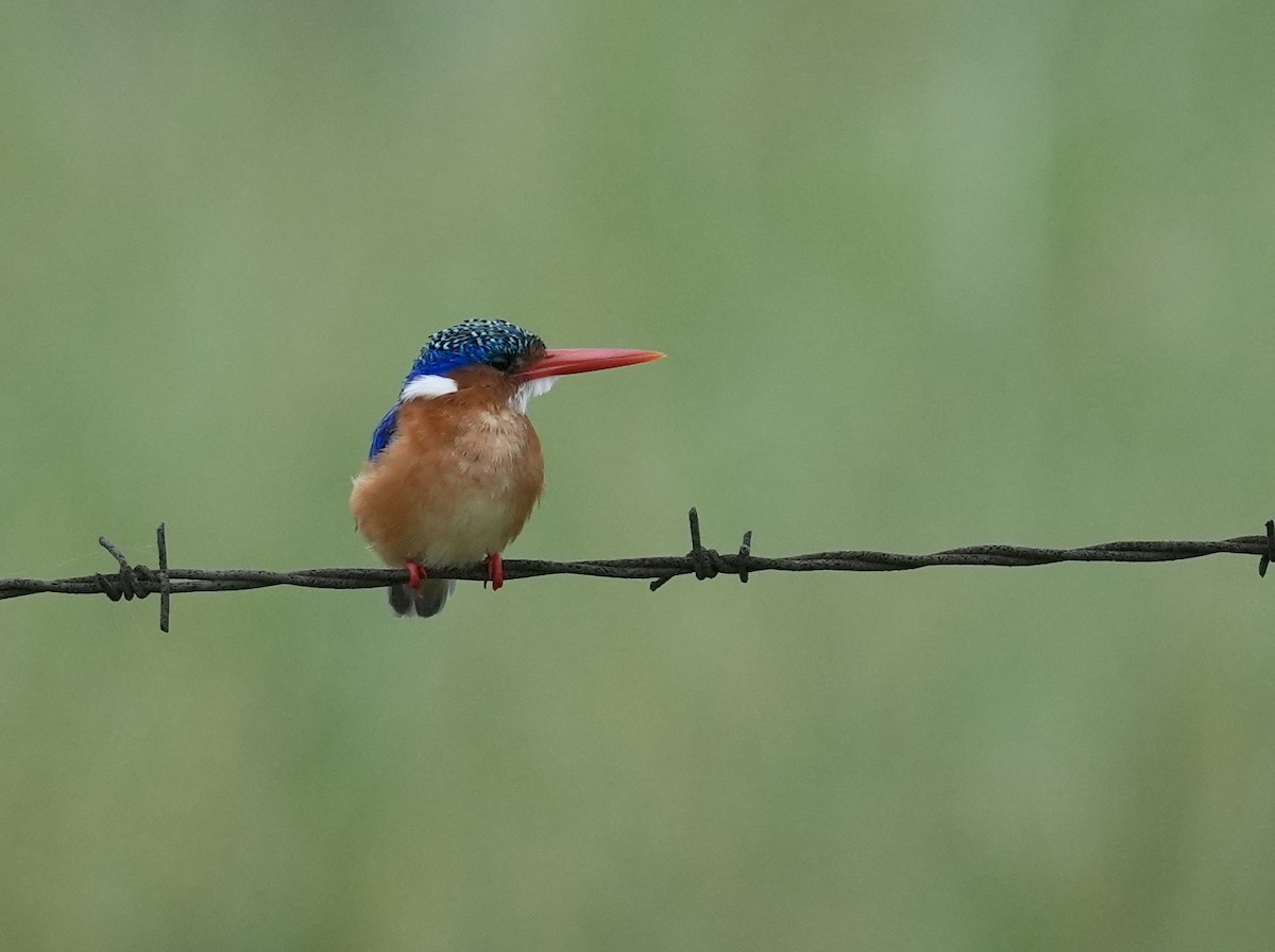Malachite Kingfisher (Mainland) - ML646951752