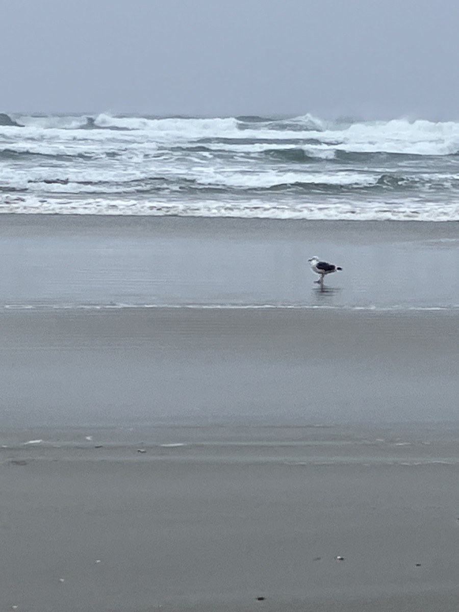 アメリカオオセグロカモメ - ML646951758