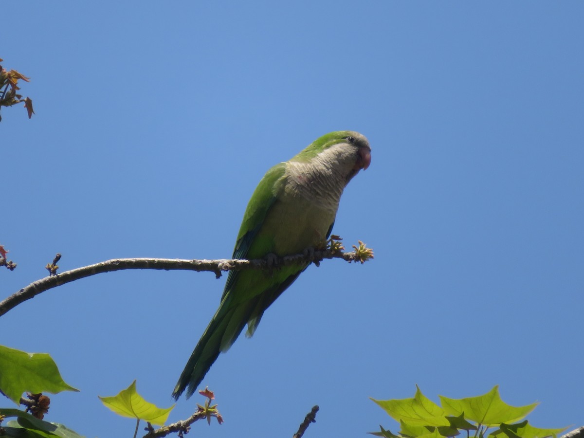 Monk Parakeet - ML646951759