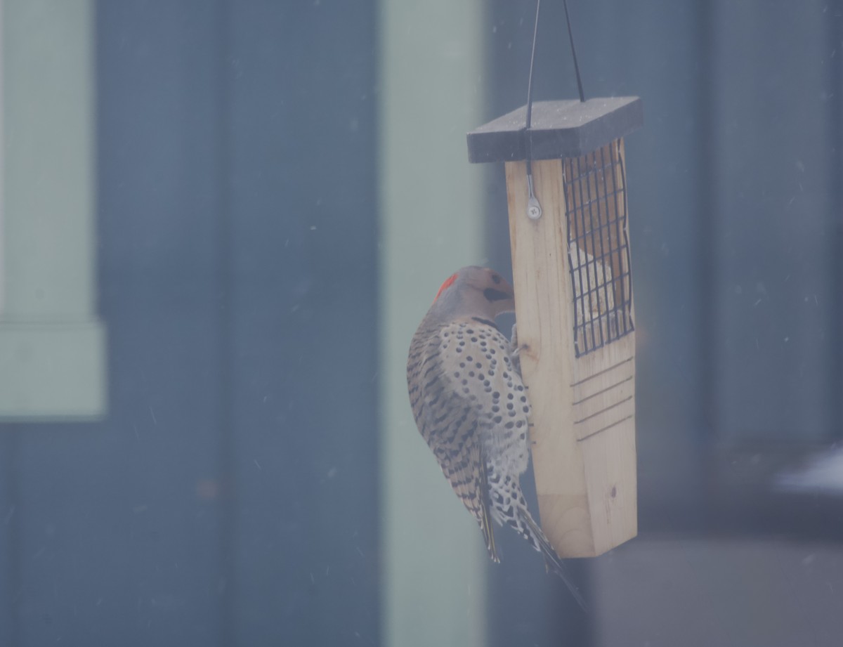 Goldspecht - ML646951764