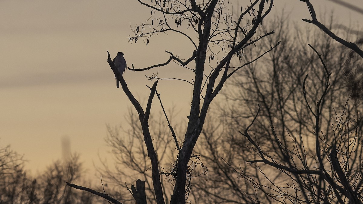 Cooper's Hawk - ML646951766