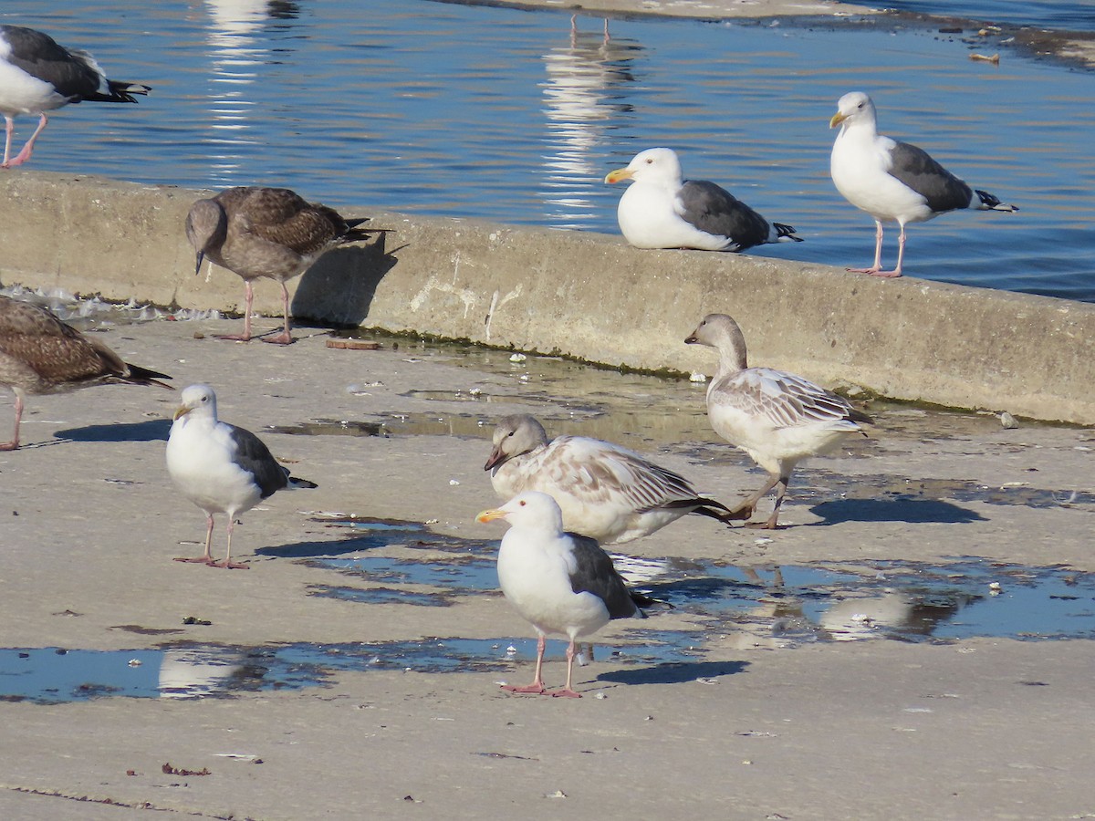Snow Goose - ML646951768
