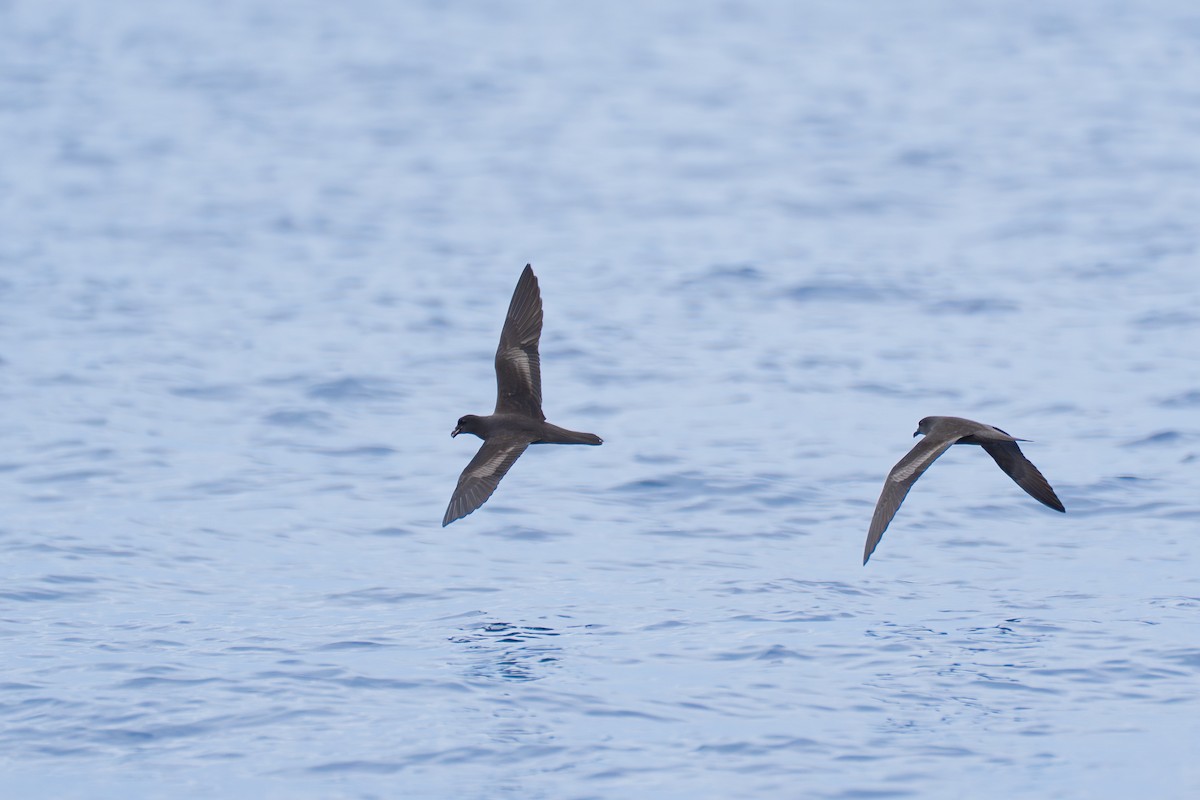 Бульверов штормовик - ML646951779